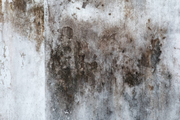Best Basement Mold Removal  in Marshallville, GA