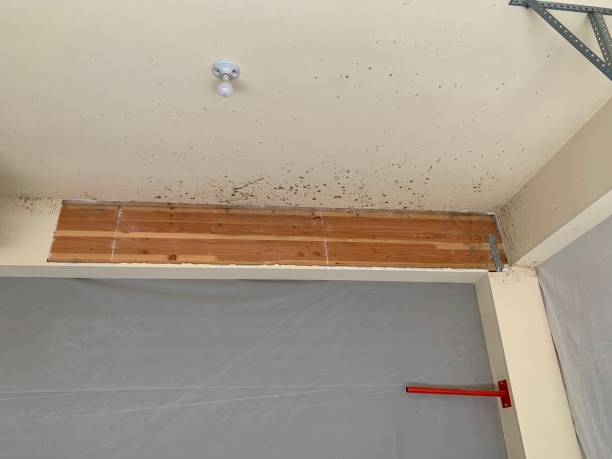 Best Flood Damage  in Marshallville, GA